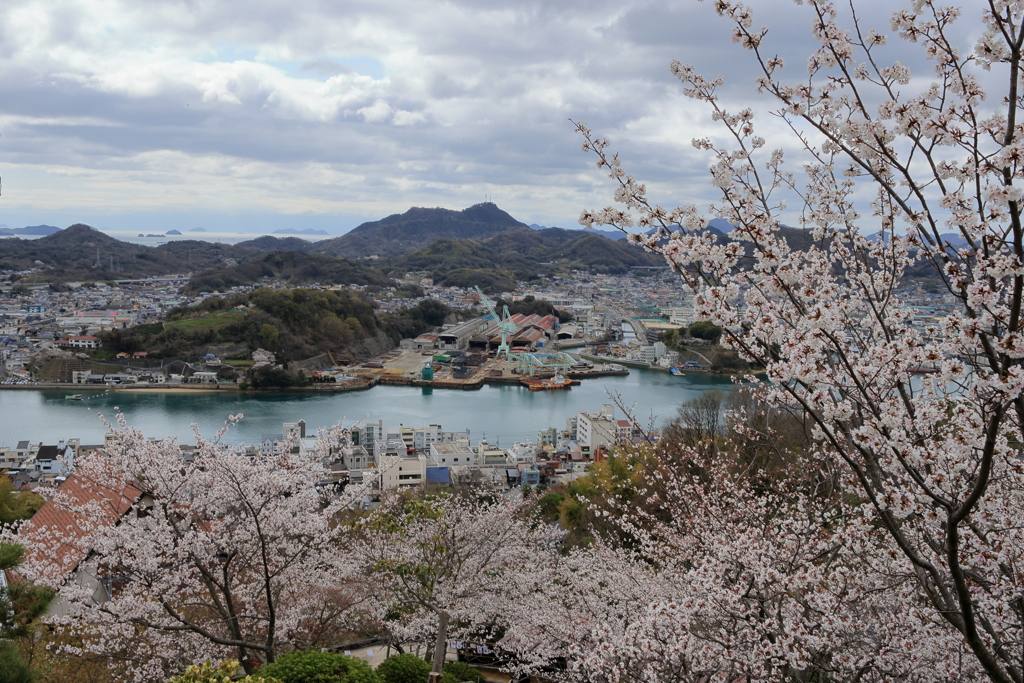 千光寺 (6) 250403-042