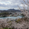 千光寺 (6) 250403-042