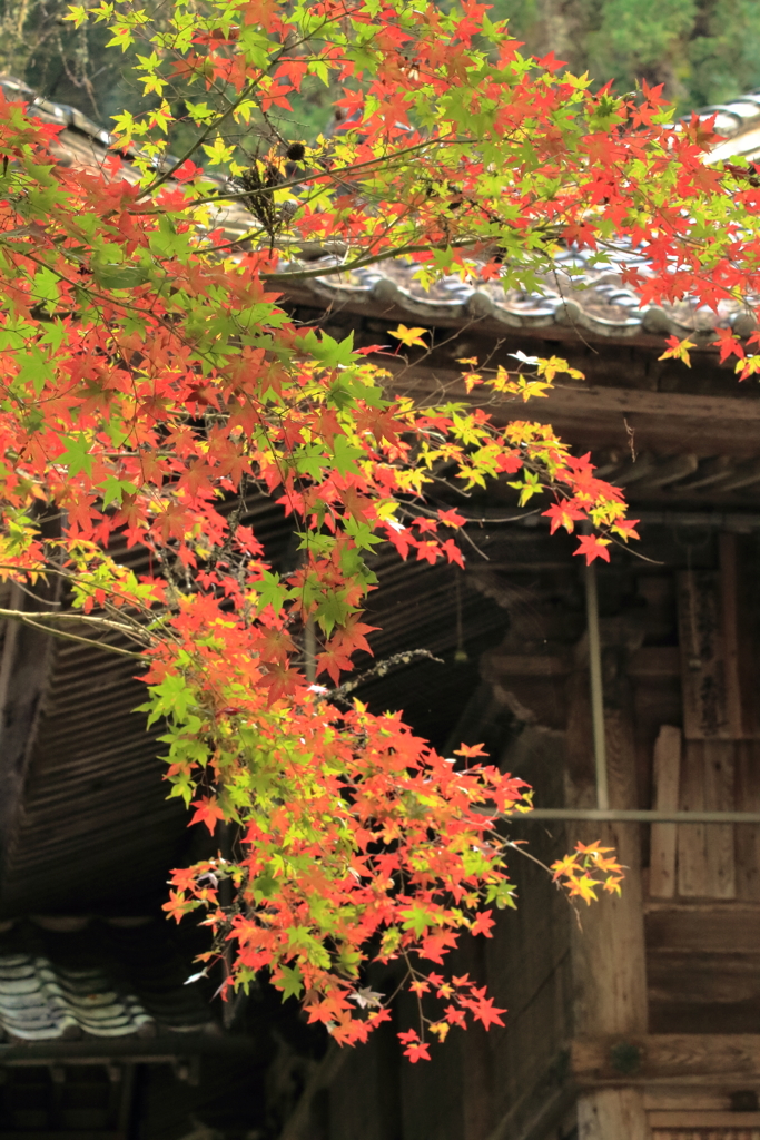 今高野山紅葉(6) 201106-219