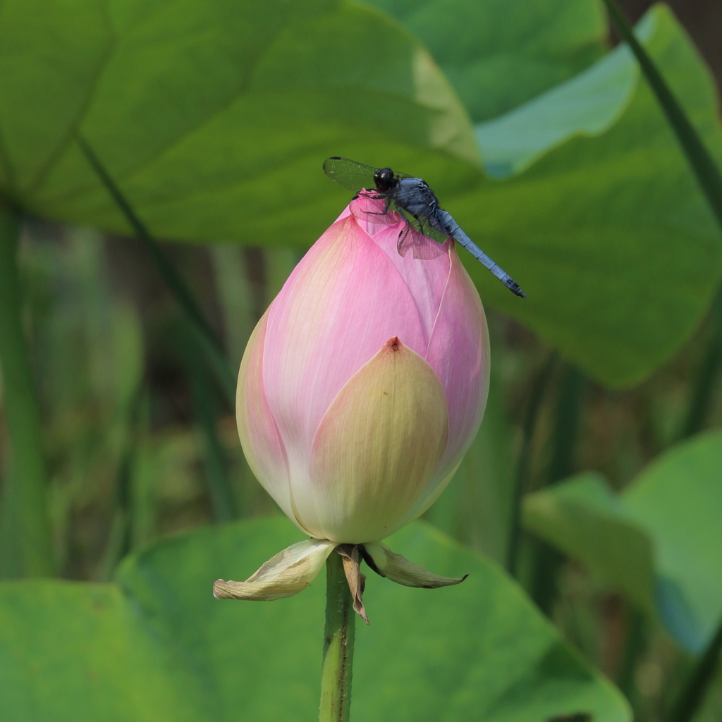 一休み　15.07.30