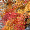 今高野山(1) 16.11.25