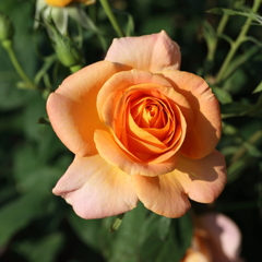 薔薇（７）15.05.13