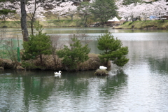 羽高湖森林公園(1)  17.04.15