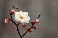 宮浦公園にて (3) 250311-664