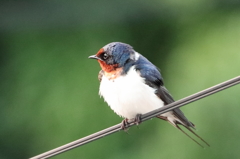 目覚まし鳥 16.05.20