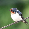 目覚まし鳥 16.05.20