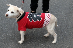 今日は、祭りだワン！　16.03.27