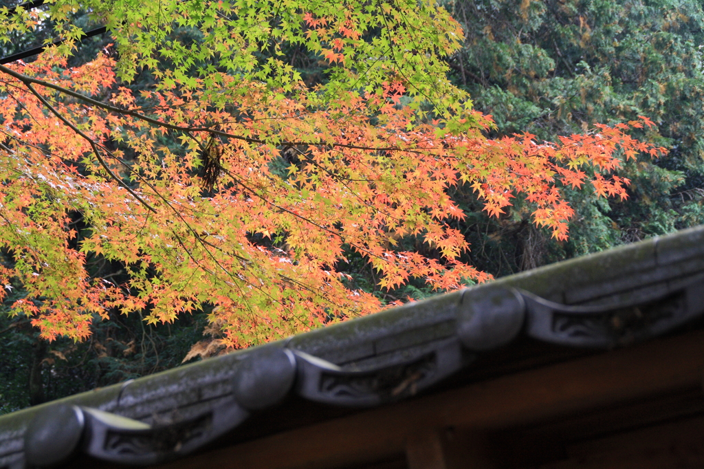 紅葉11.7.09 021(rev)