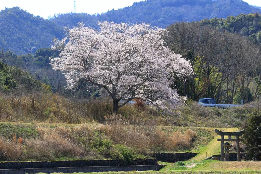 春近し 240327-3097