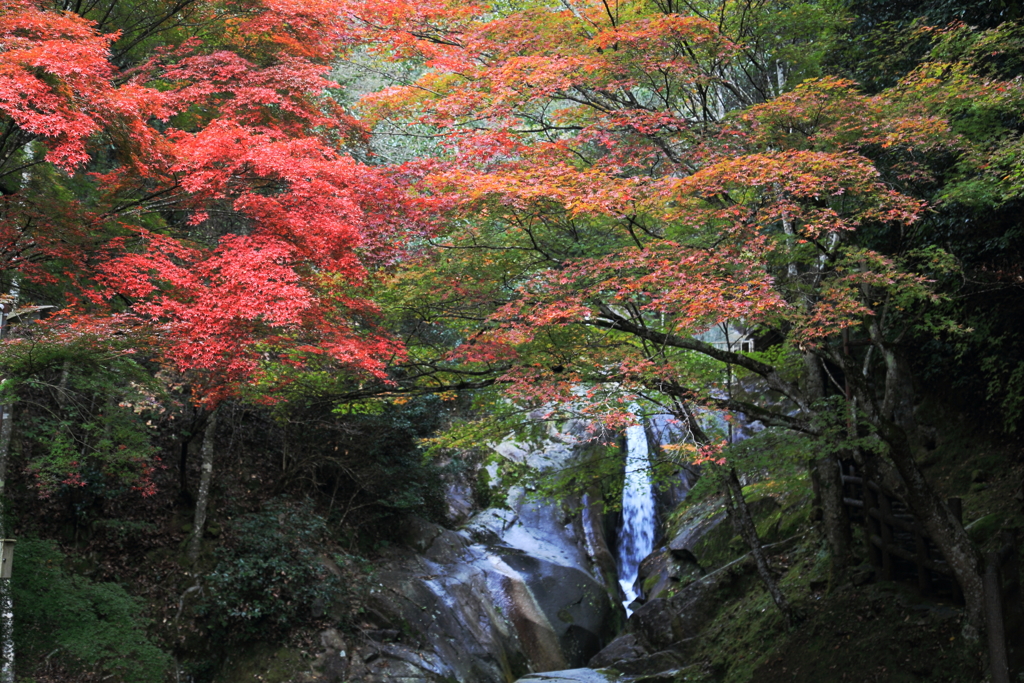 紅葉 in 三郎の滝(3)16.11.11