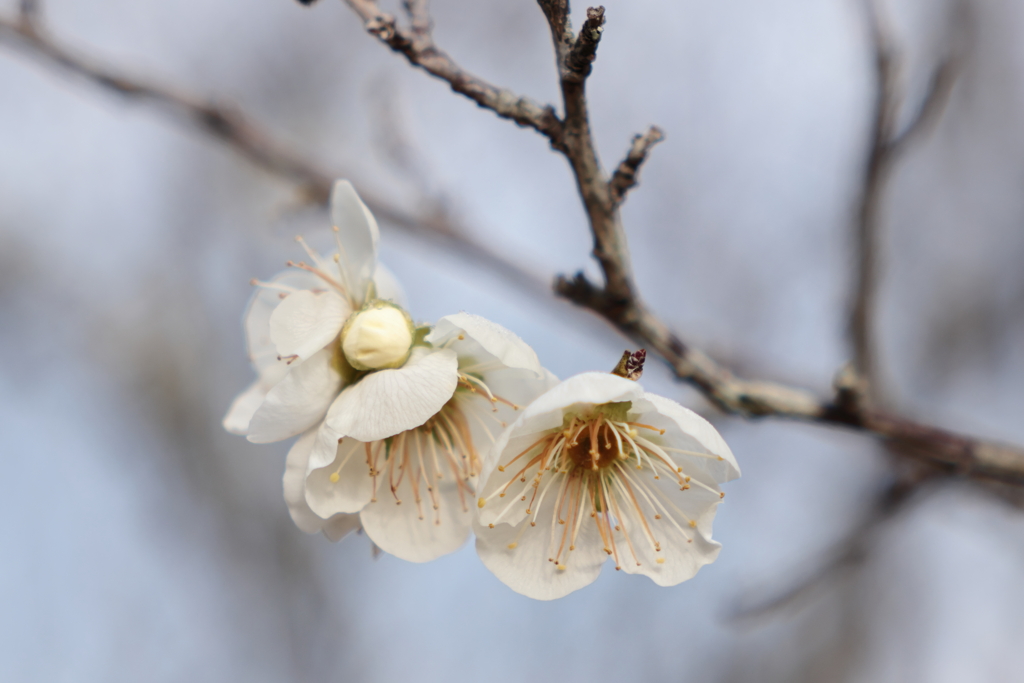 西野梅林 (2) 260210-254