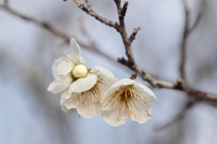 西野梅林 (2) 260210-254