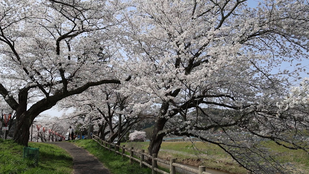 雲南の桜 (10) 250408-08s16