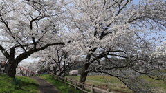 雲南の桜 (10) 250408-08s16
