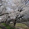 雲南の桜 (10) 250408-08s16