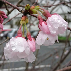 雨上がりの桜 17.04.07