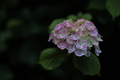 三景園 (1) 250613-248