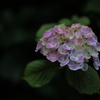 三景園 (1) 250613-248