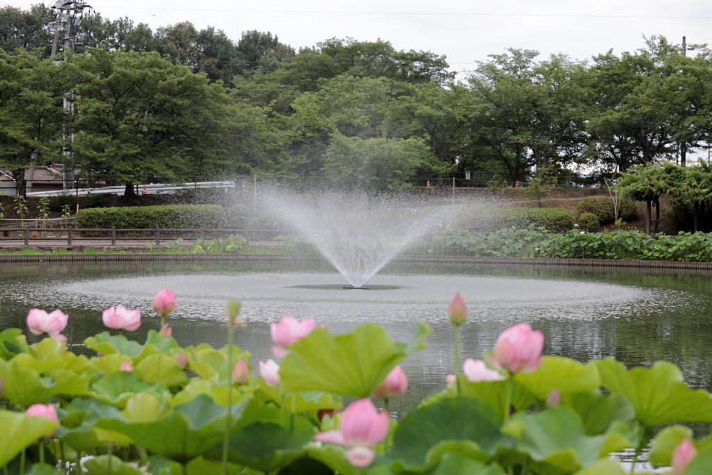 古代ハス in 府中公園(2)   190710-520