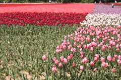 世羅Ⅱ(14) 001(rev)