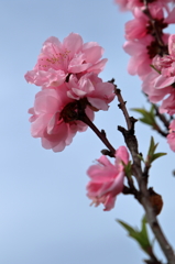 Spring has come ! (3) 16.04.06