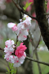 桜　(3) 15.04.11