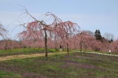 【花めぐり】 世羅高原農場(4) 190409-056