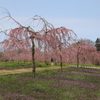 【花めぐり】 世羅高原農場(4) 190409-056