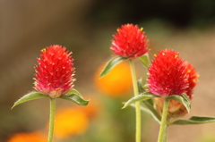 庭の花 　（１）