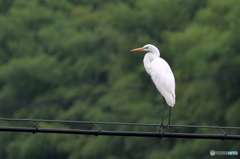 電線上で見張り？