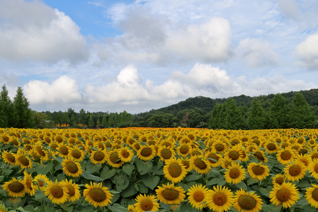 世羅高原農場ひまわり-２　2015.08.14(19）