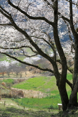 宿根の大桜(3) 210327-048