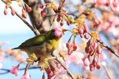 メジロちゃん (1) 230303-3018