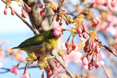 メジロちゃん (1) 230303-3018