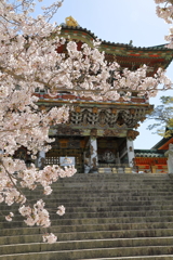 耕三寺桜まつり(3) 200402-920