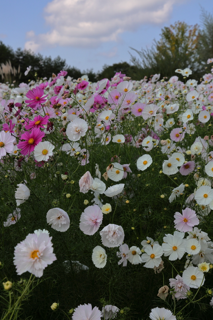 世羅高原花の森 (4)231016-142