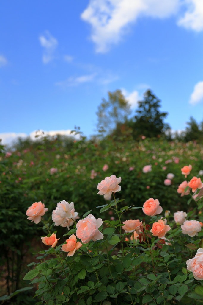 世羅高原花の森 (2) 231016-161