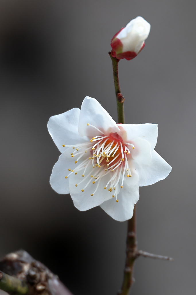 10月桜 (2) 260130-997