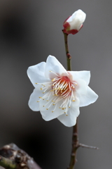 10月桜 (2) 260130-997