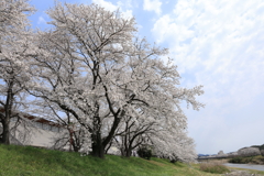 雲南の桜 (7) 250408-966