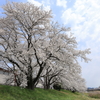 雲南の桜 (7) 250408-966