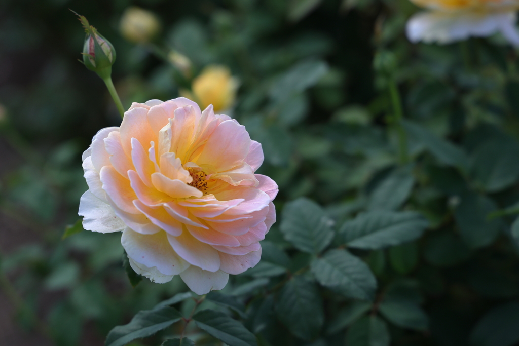薔薇 230924-955