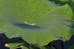 水玉 (3) 15.07.02 水玉 (3) 15.07.02