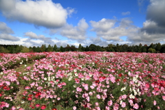 花の広場(コスモス）② 211017-204