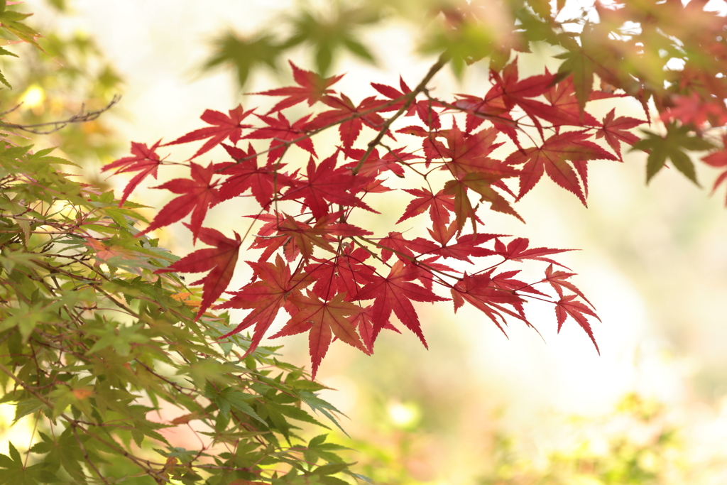 佛通寺 (1) 251106-016