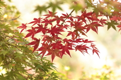 佛通寺 (1) 251106-016