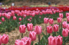 世羅高原２０１４ﾁｭｰﾘｯﾌﾟ 027