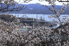 千光寺 (5) 250403-865
