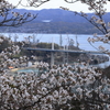 千光寺 (5) 250403-865