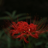彼岸花 (3) 240924-411